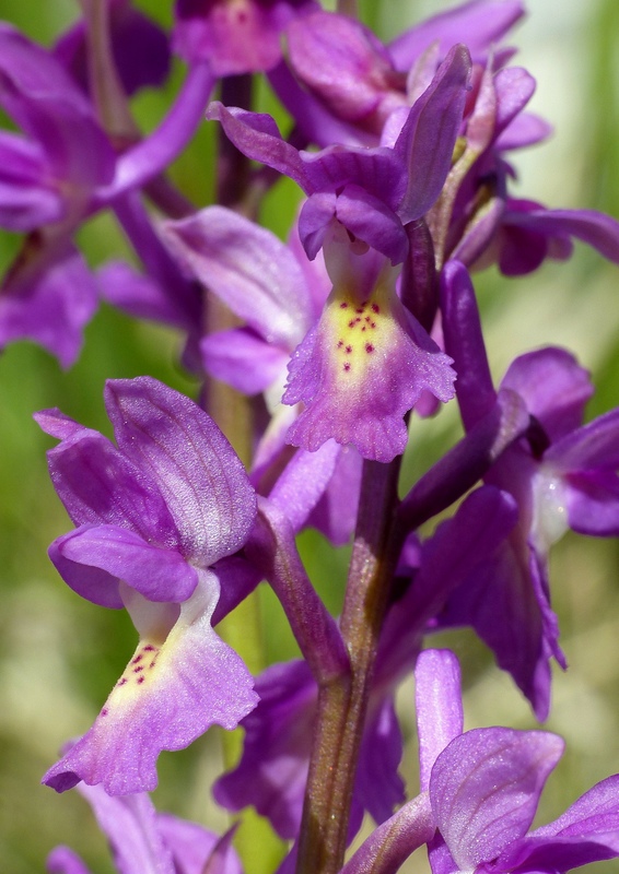 Il posto delle Orchis spitzelii (e non solo...)